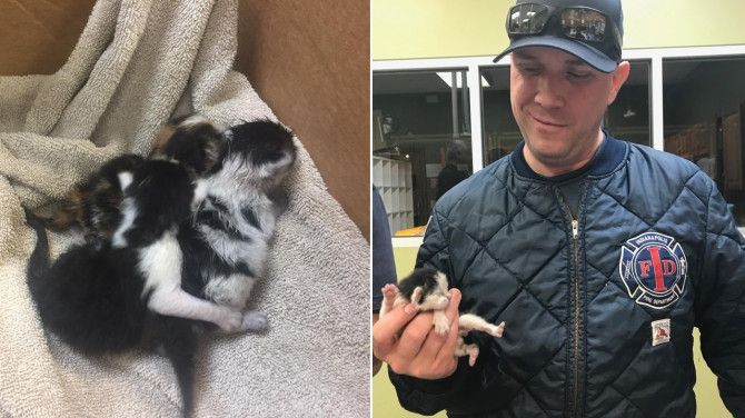 Se auzeau sunete bizare de sub capota mașinii. Când s-au uitat înăuntru, nu le-a venit să creadă!