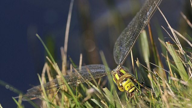 Comportament nemaiîntâlnit! Cum acţionează acestă insectă atunci când vrea să scape de un mascul