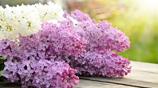 Ceaiul din flori de liliac, elixirul de care puțini știu. Ce afecțiuni ameliorează 