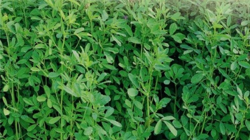 Efectul neaşteptat al consumului de lucernă