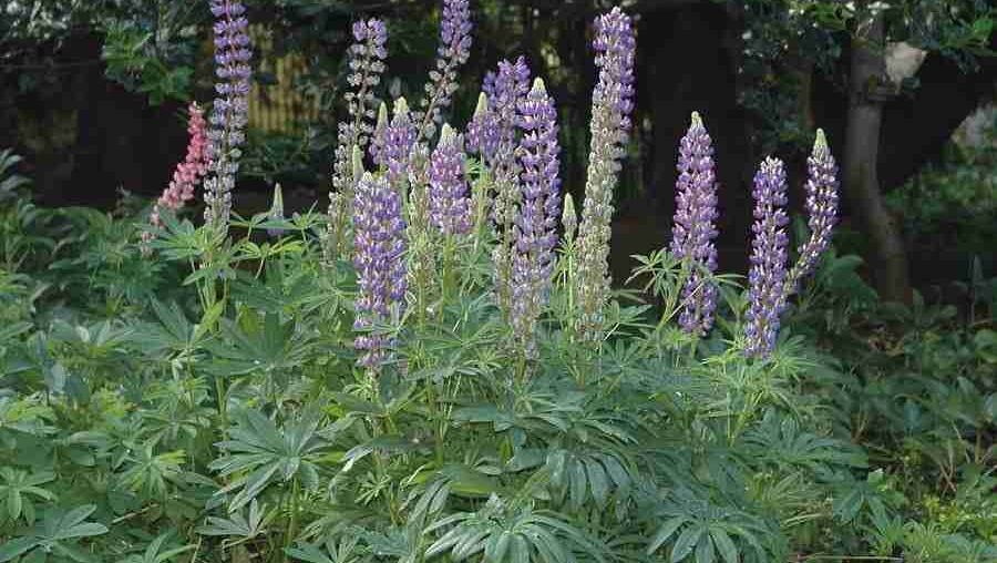 Planta minune care poate înlocui carnea. Combate diabetul şi obezitatea