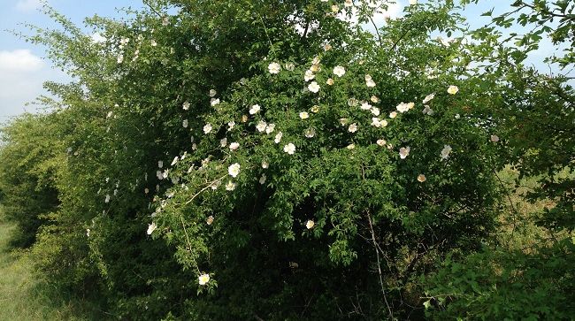 Această plantă creşte în România pe toate drumurile. Puţini ştiu însă ce efecte miraculoase are