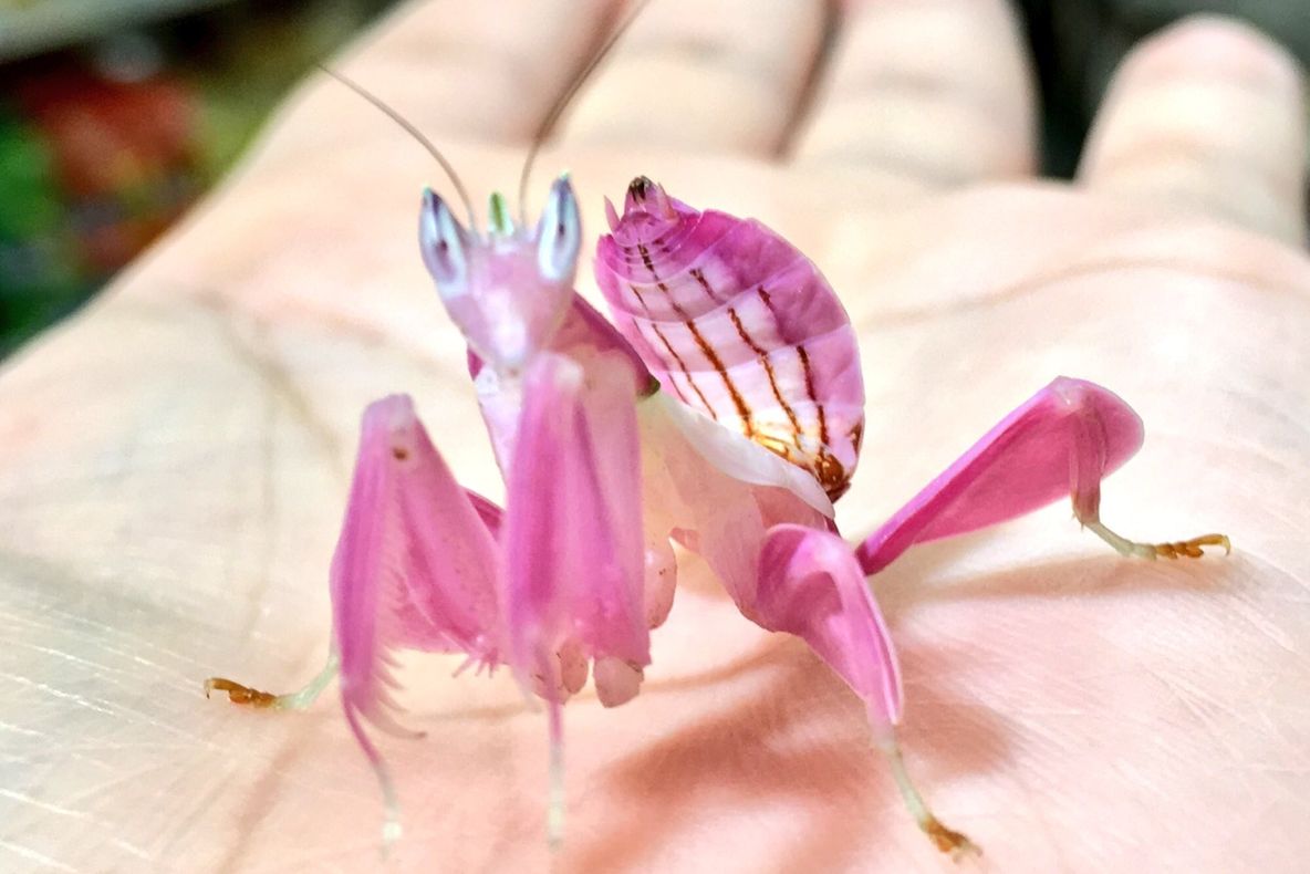 SPECTACULOS! Această vietate este, pe cât de frumoasă, pe atât de rară