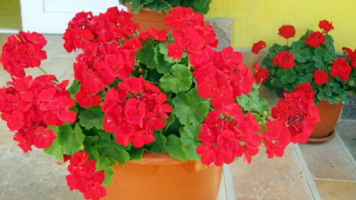 Vrei să ai MUŞCATE de invidiat în balcon? Urmează aceste sfaturi simple şi IEFTINE