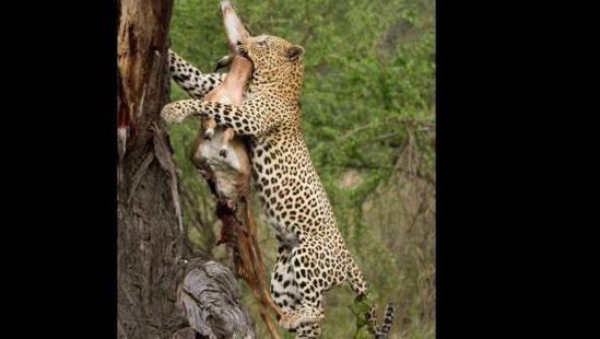 De ce leoparzii mănâncă întotdeauna în copaci