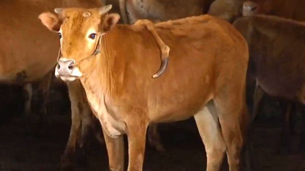 Anomalia care a speriat China! Ce a apărut pe spatele unei vaci. Reacția experților