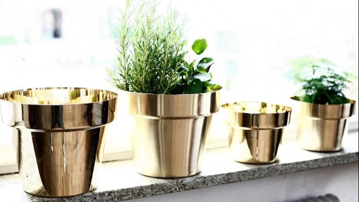  Pune puțină maioneză pe plantele din ghiveci. Rezultatul e imediat și e incredibil