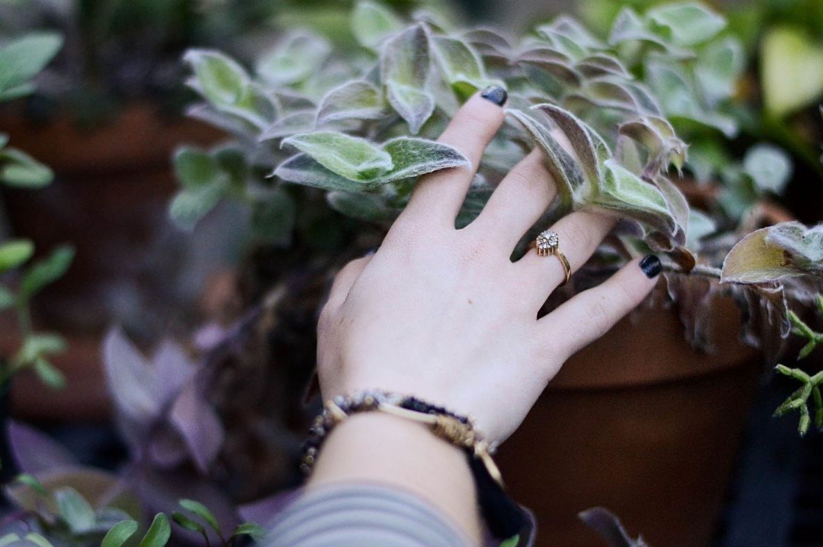 10 plante care nu necesită multă îngrijire. Numai bune pentru persoanele ocupate