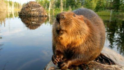 Un CASTOR, filmat în timp ce mână o cireadă formată din 150 de vaci 