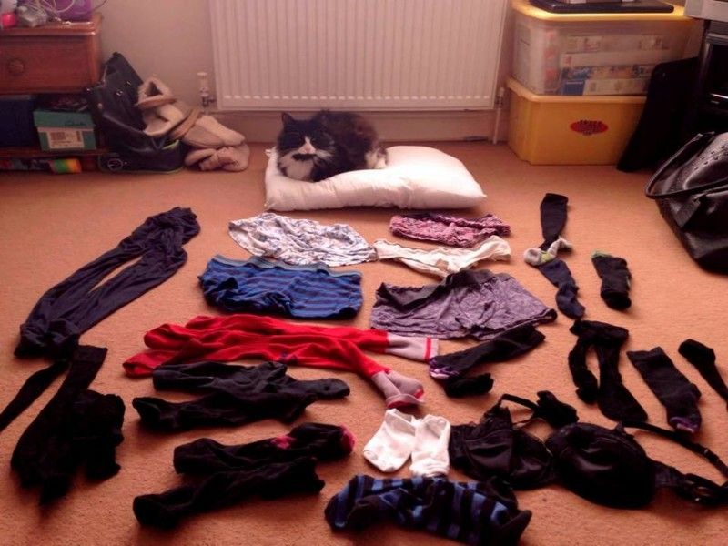 Pasiunea NEBUNĂ a unui motan: ce fură de la vecini şi duce acasă