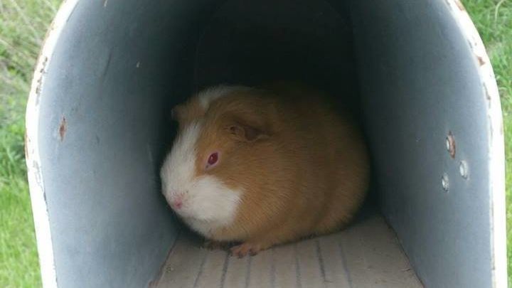 A vrut să-și verifice cutia poștală. Când a deschis-o - ȘOC! Nu i-a venit să creadă ce a găsit acolo