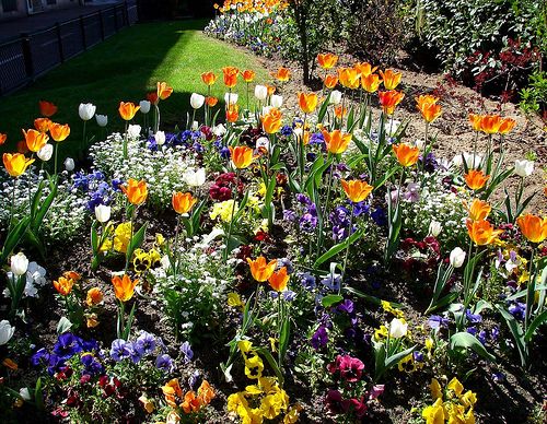 Ruşii au reuşit imposibilul. Cum arată cea mai veche plantă reînviată cu seminţe vechi de 32.000 ani