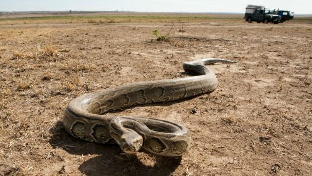 Acest şarpe a vrut să mănânce un porc spinos. Mai târziu, a regretat decizia