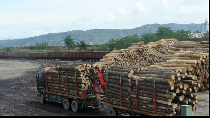 Lemnul ilegal, urmărit prin GPS: cum funcționează softul dedicat