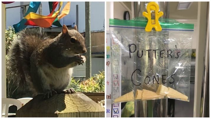 Clientul SPECIAL al unei gelaterii - o veveriţă vine în fiecare dimineaţă pentru porţia de îngheţată