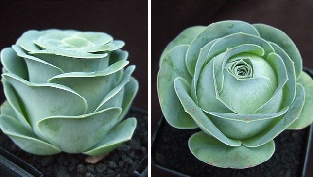 Ai mai văzut așa ceva? Arată ca trandafirii, dar sunt cu totul altceva