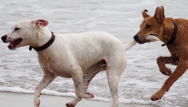 Mesajele subtile ale câinilor transmise prin intermediul cozii