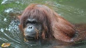 Ți se taie răsuflarea! Misiune de salvare a unui urangutan surprins de apele învolburate