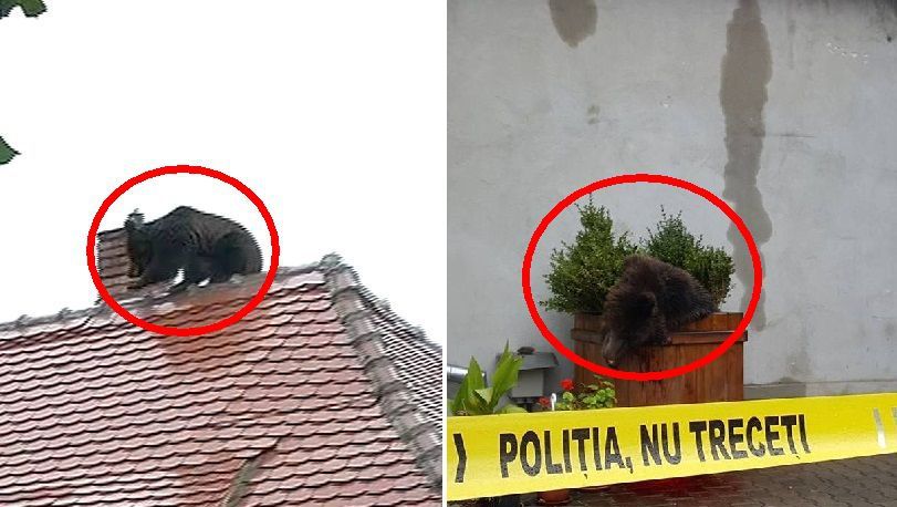 Mai ţineţi minte scandalul ursului împuşcat în Sibiu? Şeful Poliţiei, detaşat atunci, a fost...