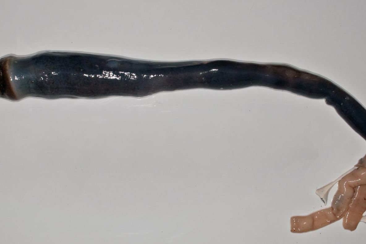 Cel mai mare vierme din lume descoperit în Filipine. N-o să-ți vină să crezi cum arată acest monstru