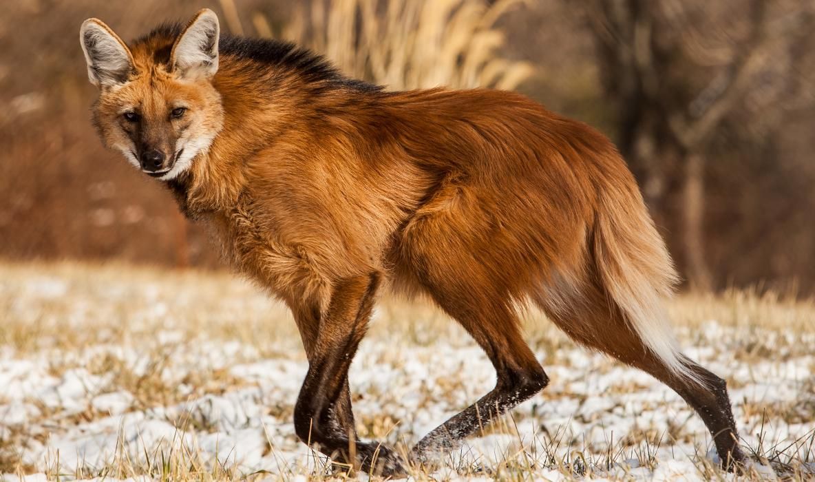 Specie nouă sau anomalie genetică? Această creatură uimește comunitatea științifică