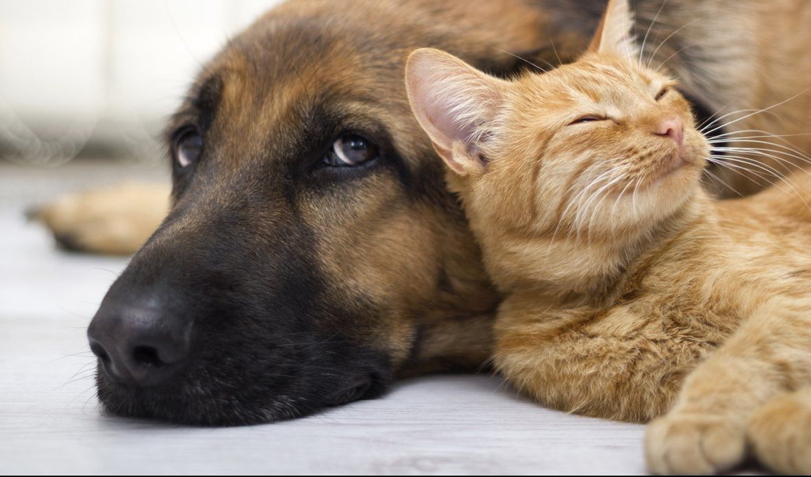 Ce zodie este animalul tău de companie? Iată care sunt principalele sale trăsături