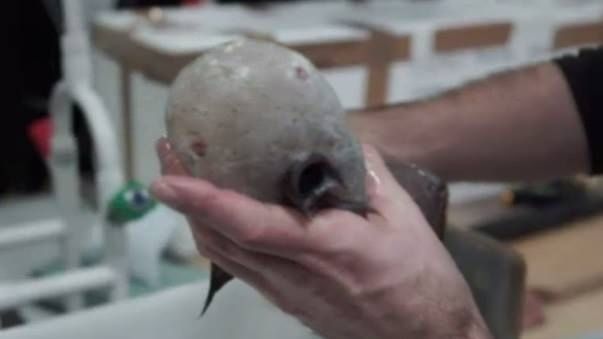 Seamănă cu un extraterestru! Incredibil ce au descoperit cercetătorii în adâncuri. Arată HORROR!