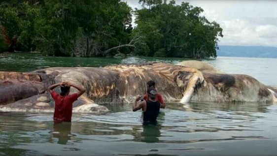 Rămășițele unui monstru marin neidentificat, găsite de localnicii speriați pe plajă