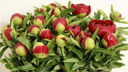 Ce se întâmplă dacă dormi într-o cameră în care ai o vază cu bujori. Incredibil!