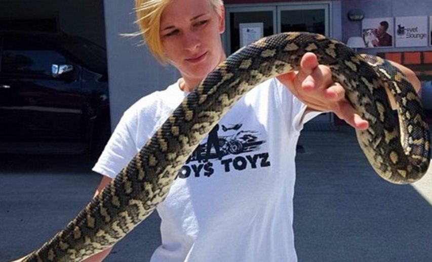 Au găsit un PITON în sufragerie.Reptila înghiţise ceva.Au operat-o.Când au văzut ce era, au ÎNGHEŢAT