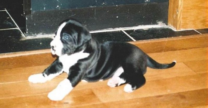 A crezut că adoptă un căţel din rasa Jack Russell terrier.Dar a crescut şi ŞOC!În ce s-a transformat