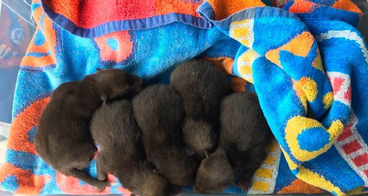 A găsit 5 căţeluşi abandonaţi şi i-a "postat" pe Facebook. Au venit alerte: "Ai grijă, nu-s câini"