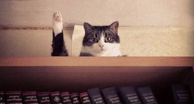 Imagini cu pisici care o să-ți facă ziua mai bună! Fotografii realizate chiar în momentul potrivit