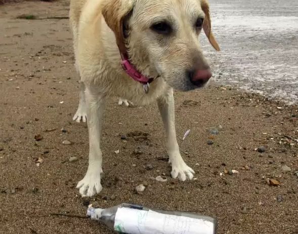 Câinele lui a găsit pe râu o sticlă cu o scrisoare înăuntru. Stăpânul a citit-o şi a ÎNCREMENIT
