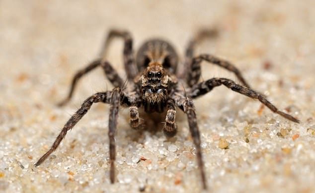 Veninul unui păianjen, mai tare ca viagra! Cercetătorii au rămas uimiți
