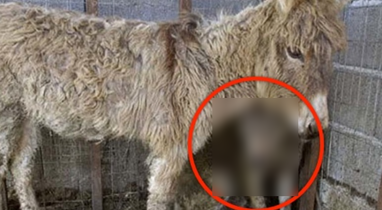Au zis că măgăriţa tocmai a fătat. Când s-au uitat mai bine ce animal avea, au ÎNCREMENIT
