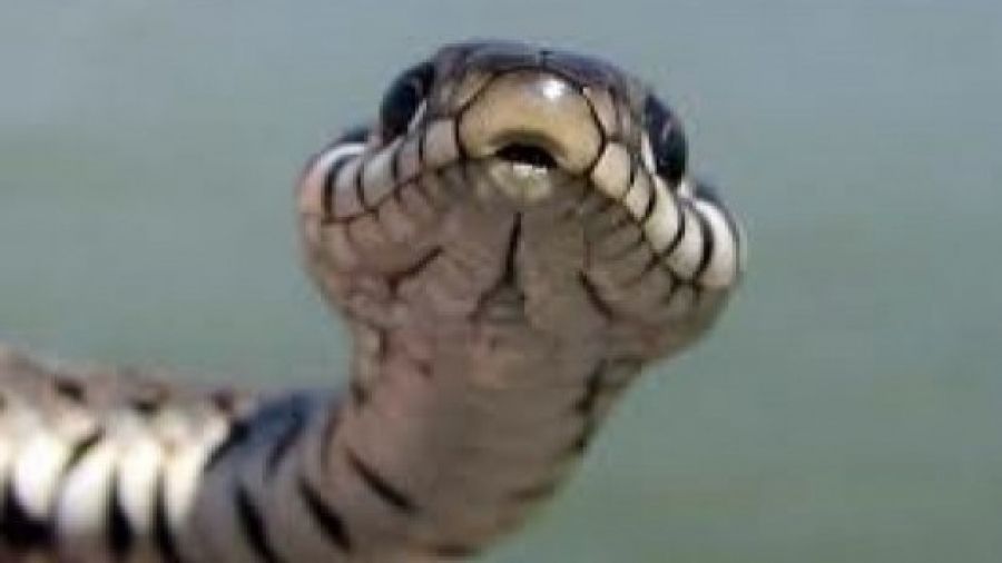 O șoferiță din Cluj s-a trezit cu un șarpe în mașină. "Sunt disperată, am copil mic"