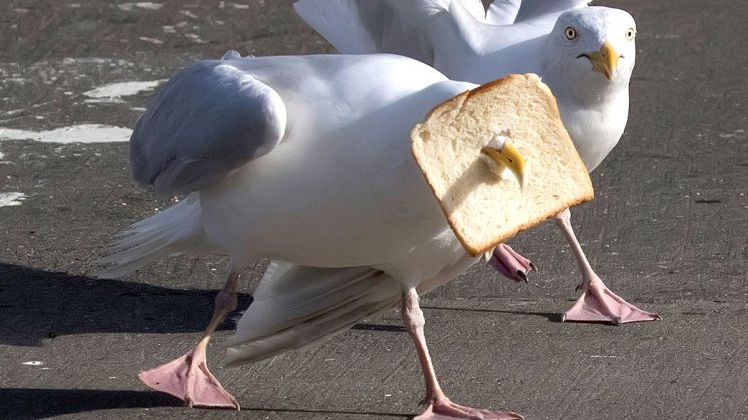 Imagini HILARE! Pescăruşi împinşi de foame fac lucruri neobişnuite. Cine i-a văzut a râs 
