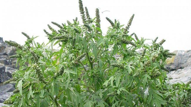 Ai putea să fii amendat drastic dacă nu distrugi buruiana asta din curtea ta!