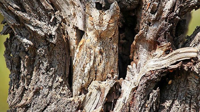 Camuflajul animalelor, un fenomen senzaţional! Imaginile care te vor face să te uiţi de două ori