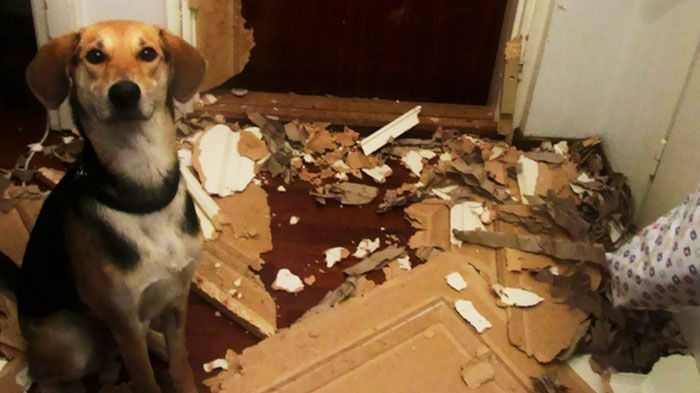 Animale de companie singure acasă! Stăpânii au rămas fără cuvinte când au văzut dezastrul produs