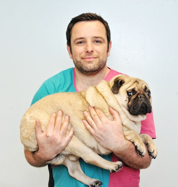 Poze haioase. Cele mai grase animale de companie din lume. Stăpânii abia le pot ține în brațe 