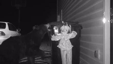 HILAR! Reacția unui urs care s-a speriat de râsul unui clovn