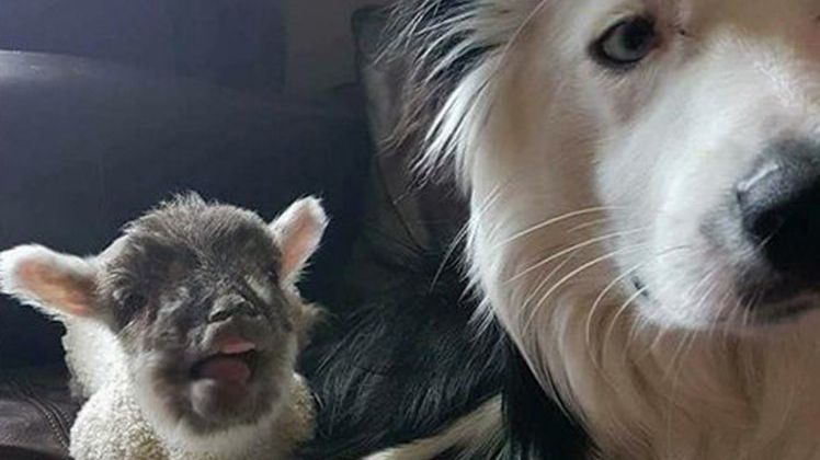Devotament fără granițe: un miel și un câine au dispărut împreună. Un oraș întreg îi caută