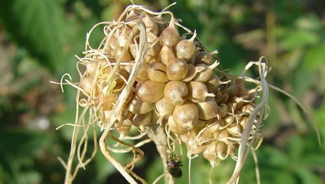 Leguma uitată a românilor: Francezii o caută prin fermele noastre și o exportă pe bani grei în SUA