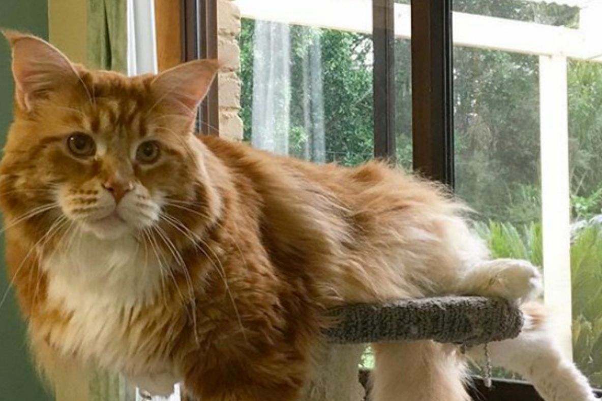 Au crezut că au cumpărat o pisică mică, însă ce s-a întâmplat peste ani i-a șocat! Rămâi uimit