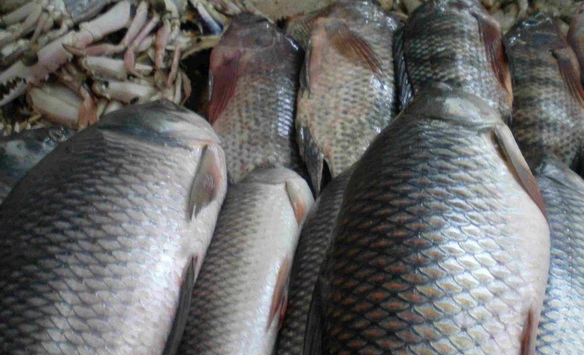 ANPC: Sute de kilograme de pește de calitate îndoielnică, descoperite la o cherhana din Vama Veche