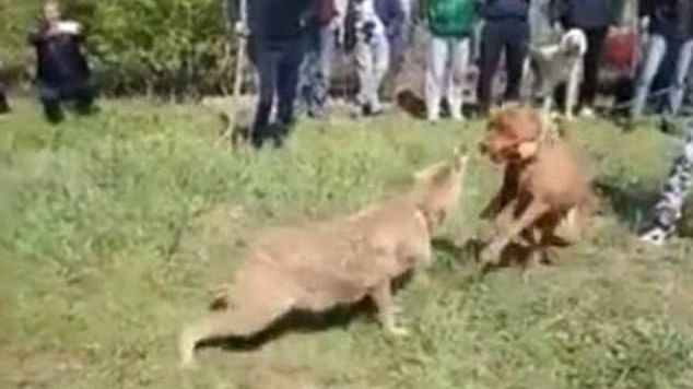 Au prins un lup, l-au legat şi apoi au pus câinii pe el! Ce a urmat este absolut şocant