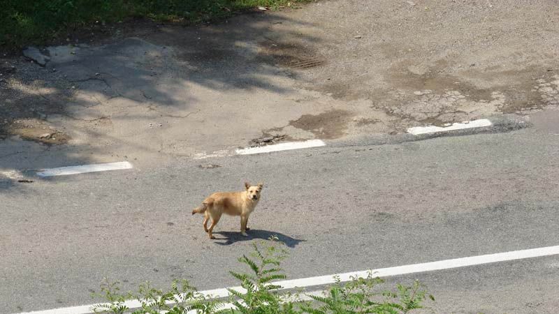 Accident provocat de un câine. Mama şi cei doi copii au fost răniţi 