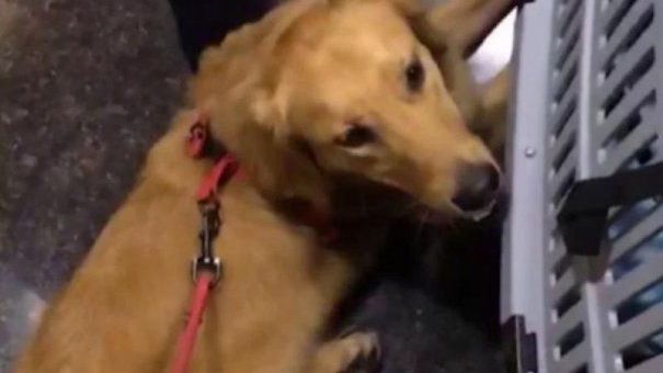 REVOLTĂTOR! Tortură înfiorătoare asupra unui cățel. Vinovații sunt angajații unei companii aeriene